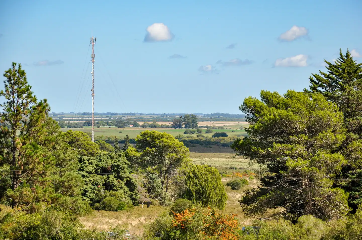A rural landscape with trees and a radio mast in the distance
